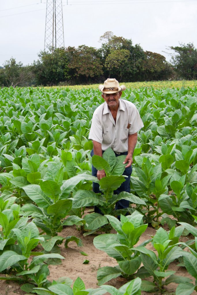 02-Tobacco plants.jpg - Tobacco plants